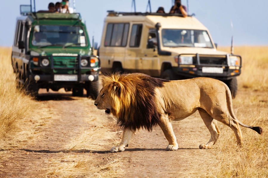 game-drive