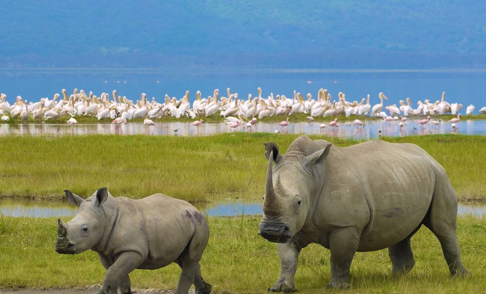 Ngorongoro