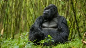 Rwanda