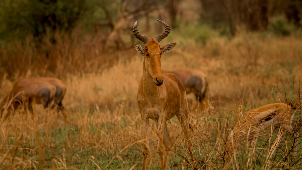 4 Day Tanzania Private Safari