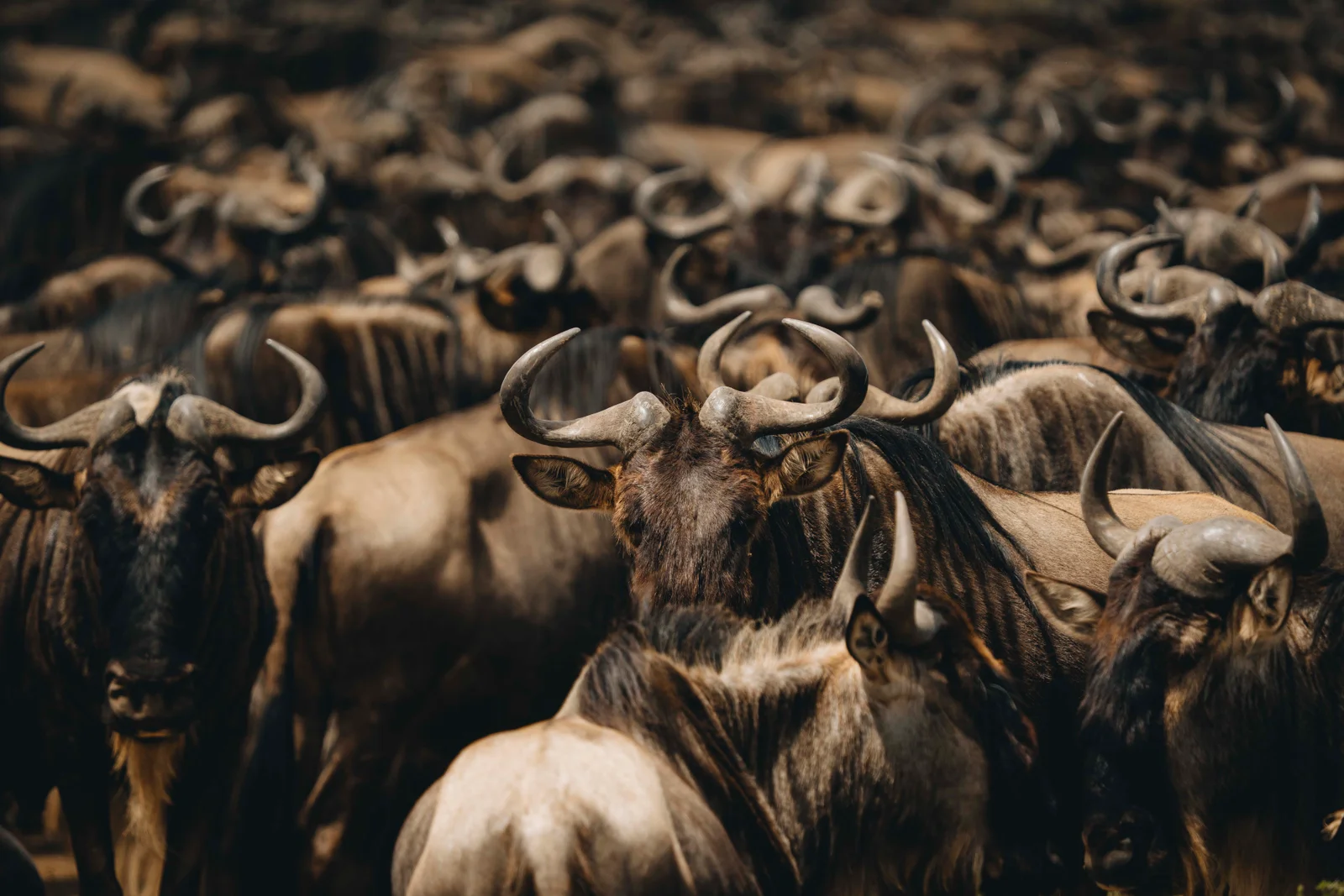 10 Day Tanzania Safari
