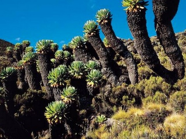 Giant heather vegetation