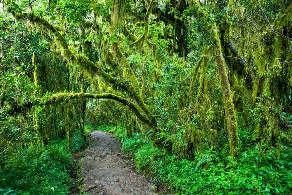 9 Day Machame Route Kilimanjaro Climb