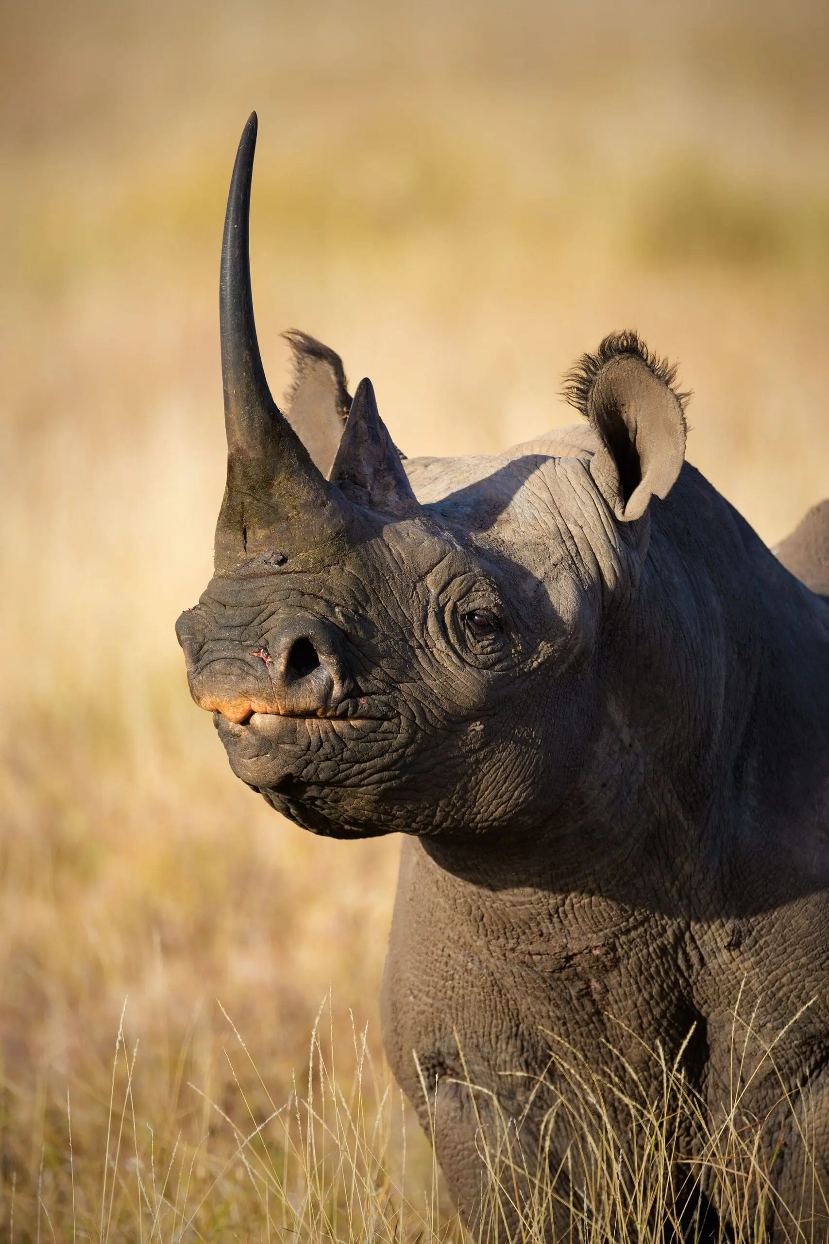 9 Days Tanzania Safari