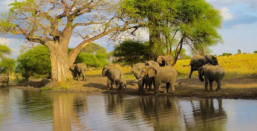 3-Day Tanzania Safari to Tarangire National Park