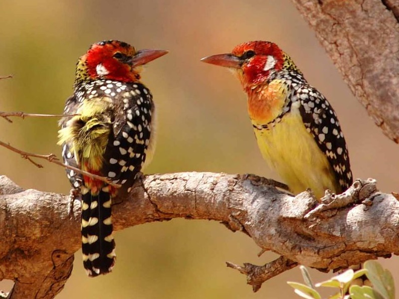 9 Days Tanzania Safari