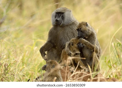 9 Days Tanzania Safari