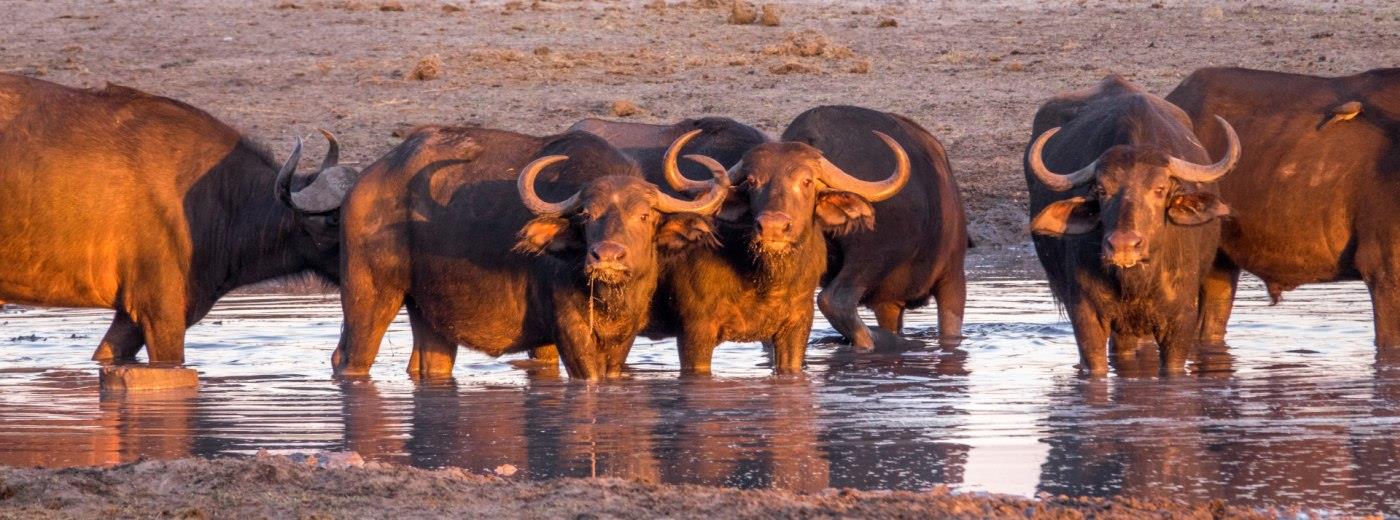 buffalo