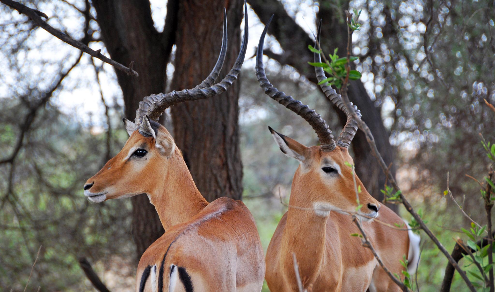 8 Day Tanzania Explore With Luxury