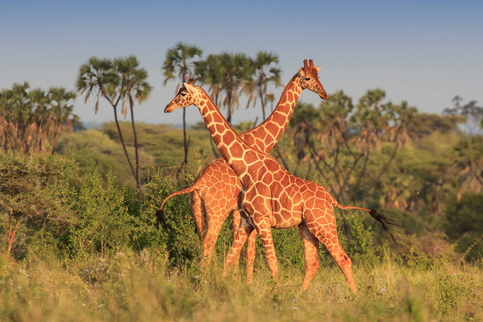 9 Days Tanzania Safari