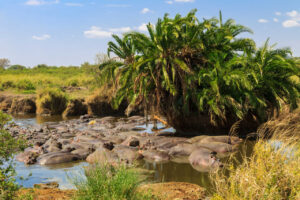 Tanzania Group Joining Safari