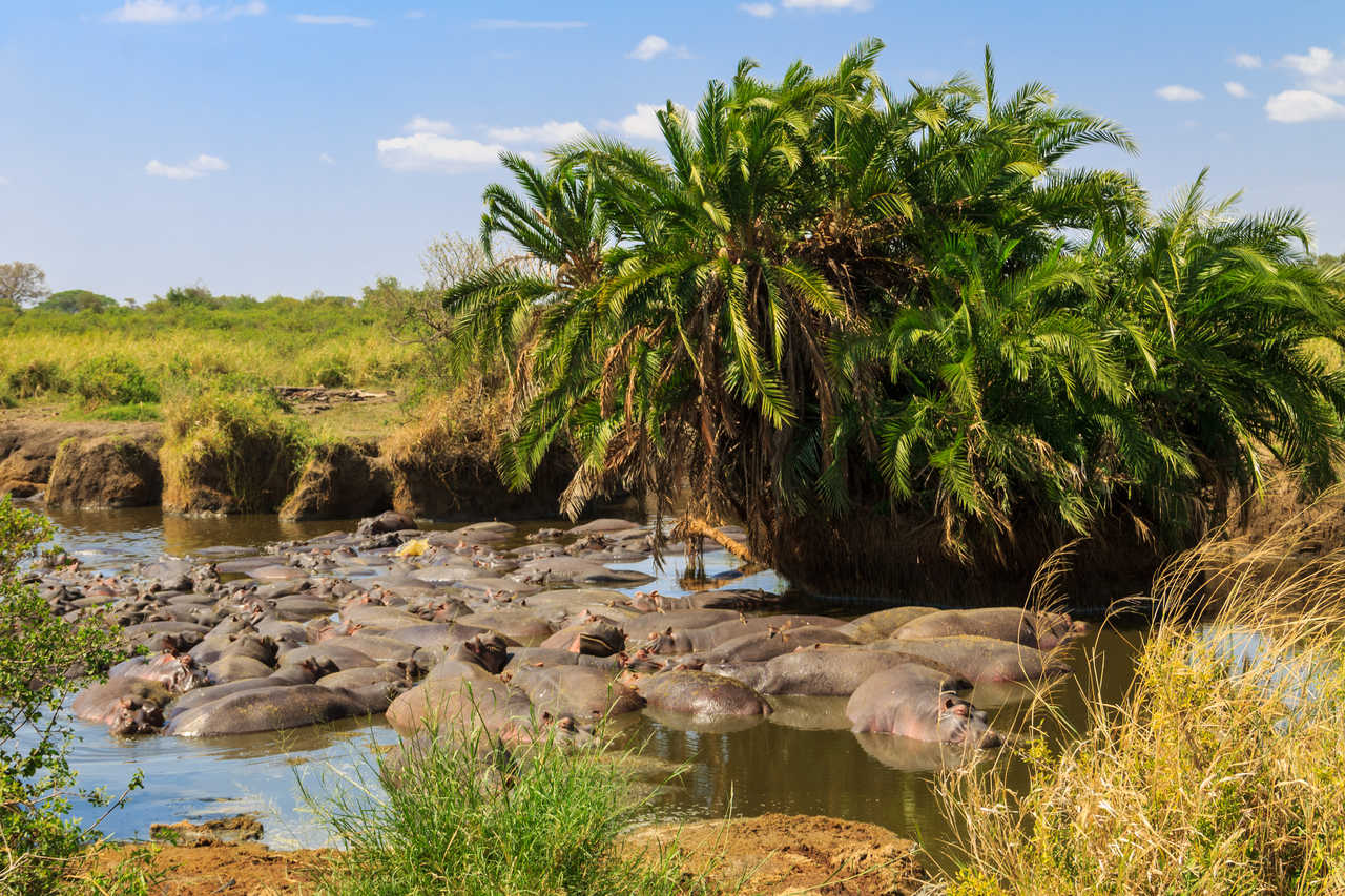 Tanzania Group Joining Safari
