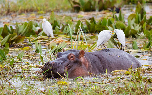8 Day Tanzania Family Safari