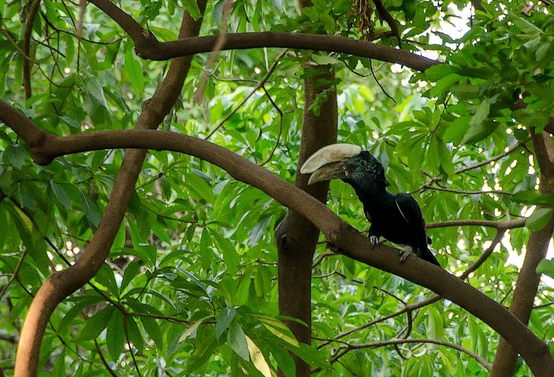 hornbill2