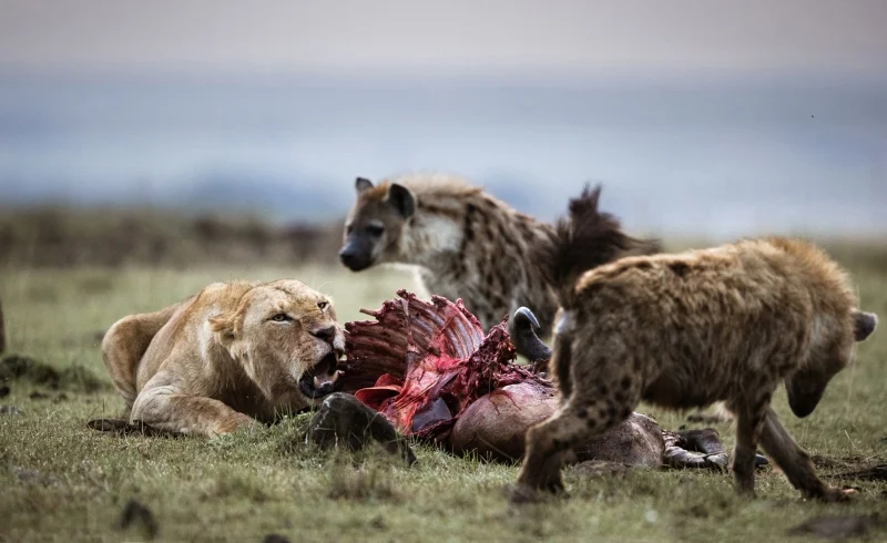 10 Day Tanzania Safari
