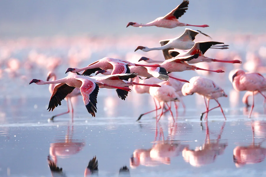 3 Day Lake Natron And Ol Doinyo Lengai Hike