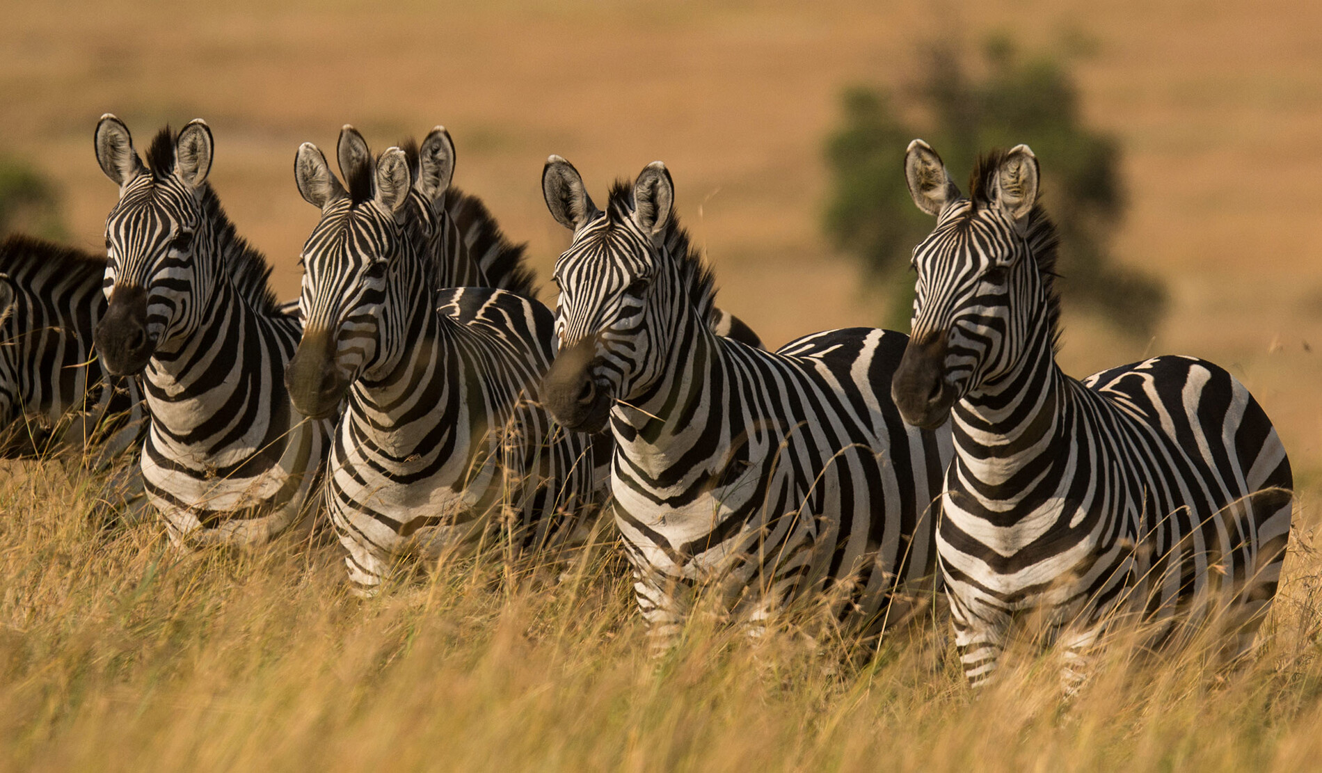 10-Day Tanzania Safari Luxury