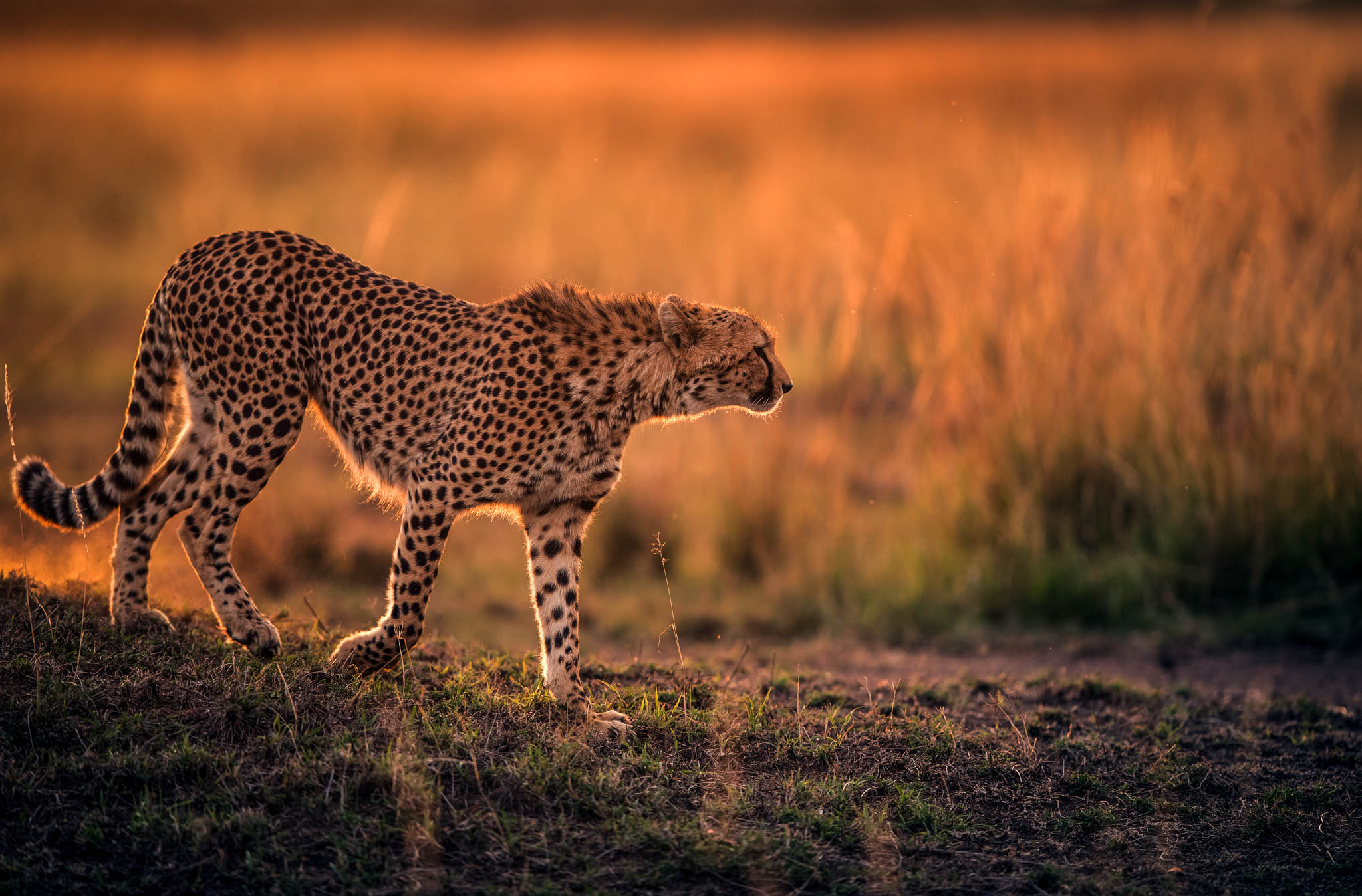 leopard