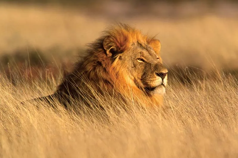 10 Day Tanzania Safari