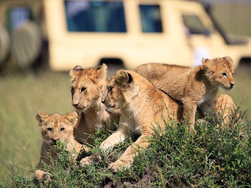 8 Day Tanzania Family Safari