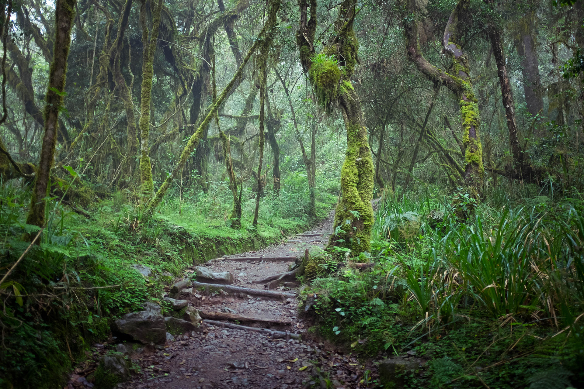 8 Day Machame Route Kilimanjaro Climb
