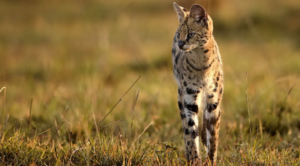 Tanzania Safari With Chinese Speaking Guide