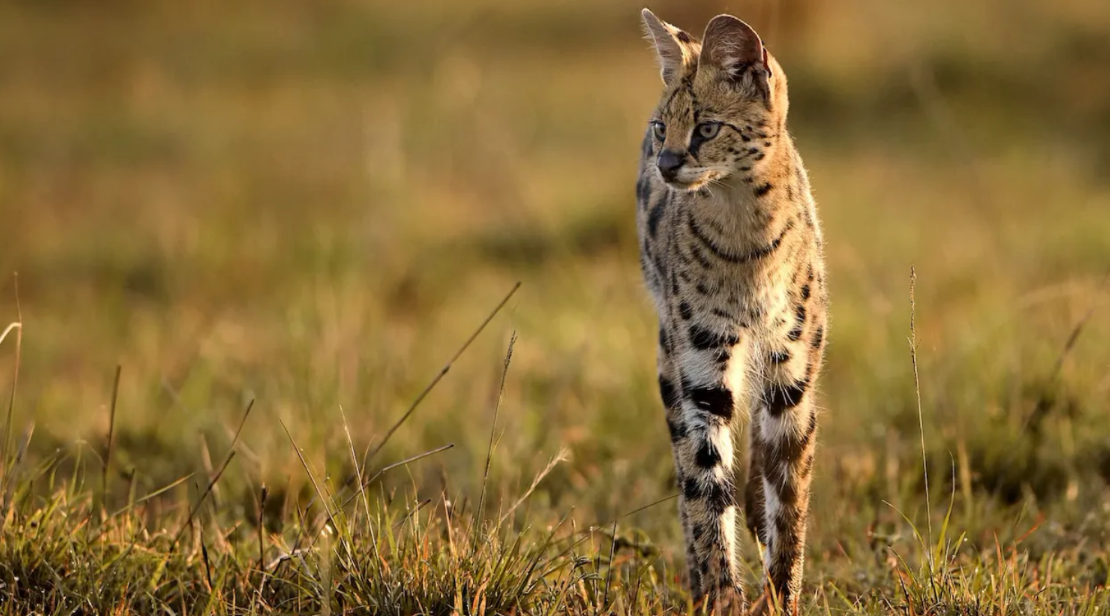 Tanzania Safari With Chinese Speaking Guide