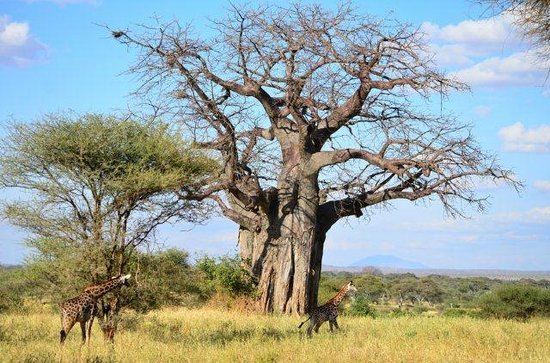 9 Days Tanzania Safari