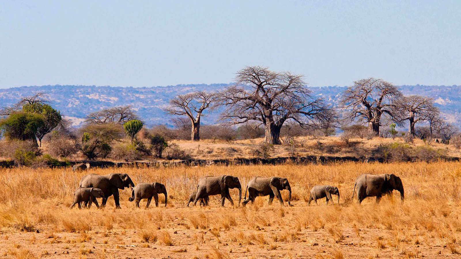 8 Day Tanzania Family Safari