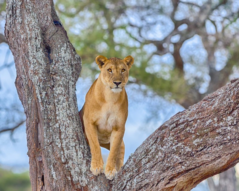 7 Day Tanzania Safari To Lake Natron