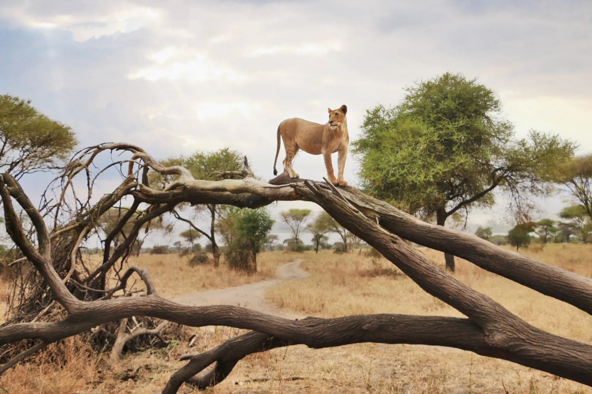 tz-lioness-serengeti-new