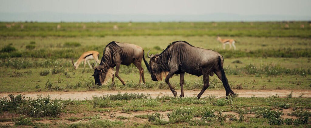 8 Day Tanzania Explore With Luxury