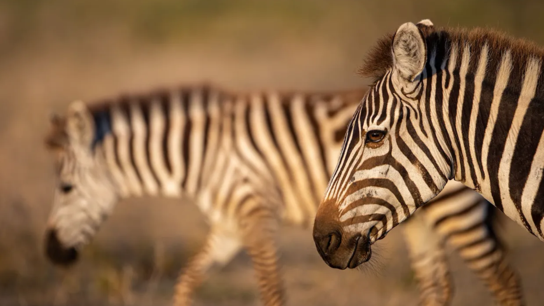 zebra