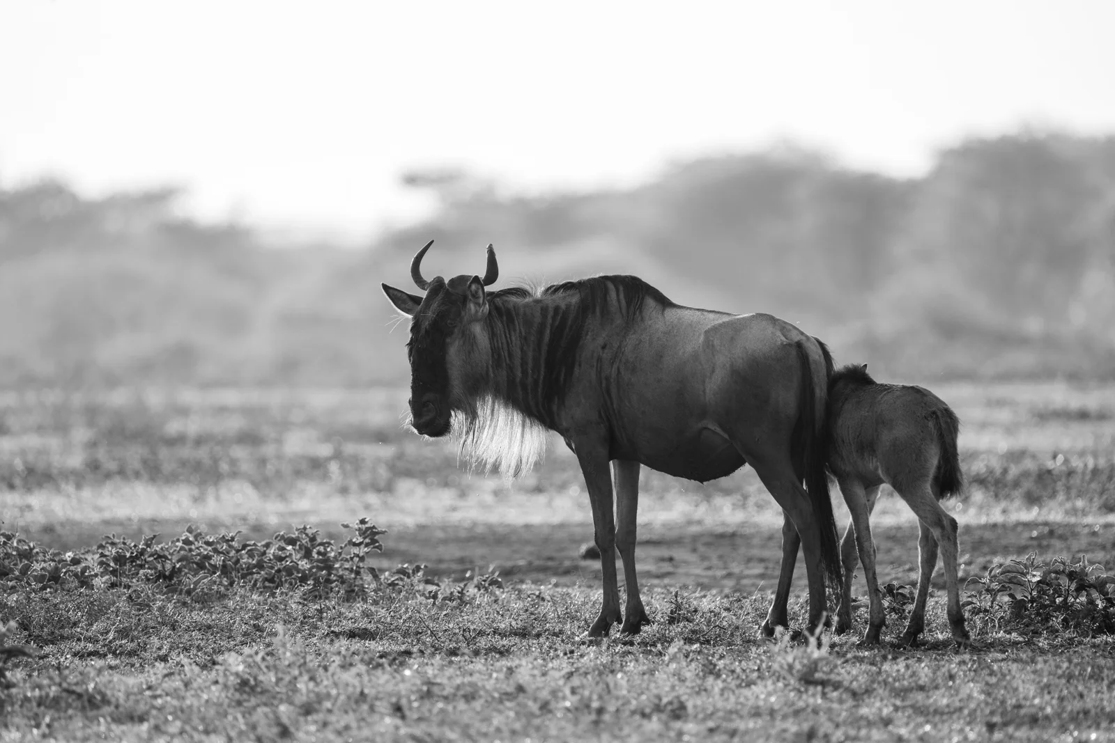 Tanzania Safari With Japanese Speaking Guide
